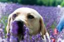 PICTURE: Dog in lavender