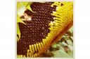 PICTURE: Sunflower