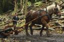 Funding arrives for heavy horses to help conserve ancient West Wickham woodland