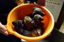 These puppies were abandoned in a bucket just days before Christmas in Chobham