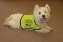 Remembering a Croydon Mascot: Hamish, sadly dies after suffering from kidney failure