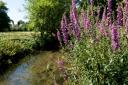 What is Wandle Valley Regional Park?