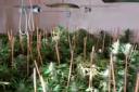 Bedroom factory: Police uncover a garden of the drug growing inside