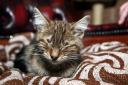 Eight-month-old tabby cat Danny was born without eyelids