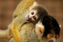 Squirrel monkey Tiffin gets a ride