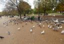 Royal Parks urge people to refrain from feeding the birds to minimize risk. Image: © Copyright Hamish Griffin via geograph.org