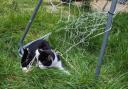 A cat was trapped in garden netting in Carshalton