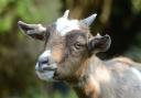 Willow the pygmy goat is recovering after the attack