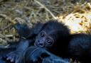 VIDEO Baby gorilla born at Chessington zoo