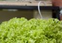 Lettuce can be grown in any pot. Photo: PA/Jacqui Hurst