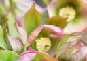 Pot and Patch: Helleborus, onions and daffodils