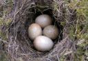 Nature Notes: Nest Eggs