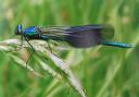 Nature Notes: Dragons and Damsels