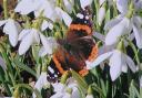 Fluttering by: A red admiral