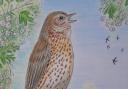 The songthrush