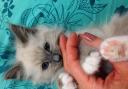 Kitten Monty will melt your heart