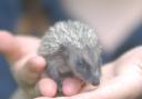 Thumbelina the baby hedgehog getting help at the hospital