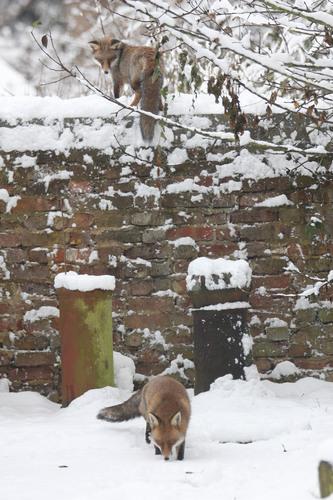 Foxes enjoying the snow in Streatham...