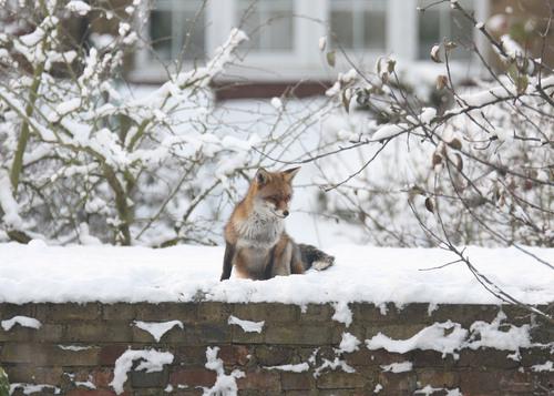 Foxes enjoying the snow in Streatham...