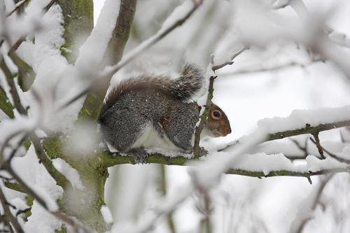 A squirrel enjoying the snow in Streatham...