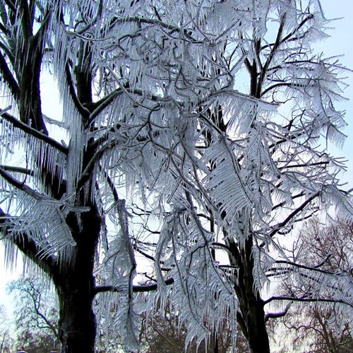 Icicles on a tree in Parkgate Road, Battersea, after a burst water pipe in the adjacent flats. Picture by Loretta Powell.