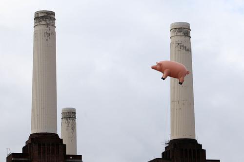 The PInk Floyd pig returns to Battersea Power Station, almost 35 years after album cover photo shoot.