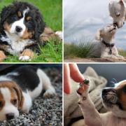 International Dog Day: The cutest photos we could find on social media. (Canva)