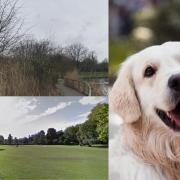 Top destinations for dog walks in south west London
