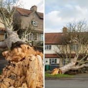 The fallen tree in Sutton (photo: Graham Hodson)