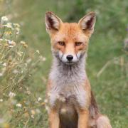 A fox photographed in Beddington Farmlands by a resident who did not wish to be named