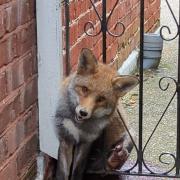 A fox was trapped in a resident's gate before being freed