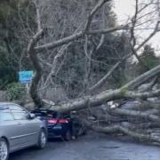 Car crushed by tree during Storm Henk in Sutton