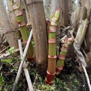 There are many sightings of Japanese Knotweed across South London
