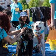 Dogs and their owners got muddy for charity