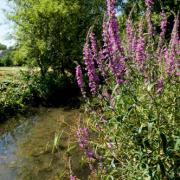 What is Wandle Valley Regional Park?