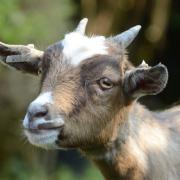 Willow the pygmy goat is recovering after the attack