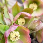 Pot and Patch: Helleborus, onions and daffodils