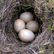 Nature Notes: Nest Eggs