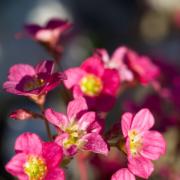 Saxifraga rosacea