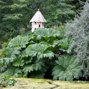 Pot and Patch: Gunnera, sweetcorn and pests