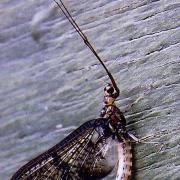 Brief life: The mayfly