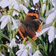 Fluttering by: A red admiral