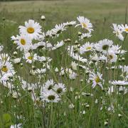 Nature Notes: Buttercups and daisies