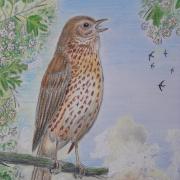 The songthrush