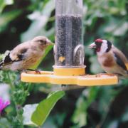 Nature notes: Gorgeous goldfinches