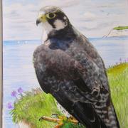 Nature notes: Wandering falcon