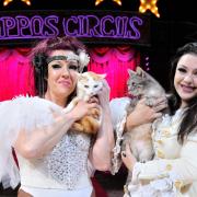 Circus heading back to Twickenham - now with added cats