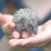 Thumbelina the baby hedgehog getting help at the hospital
