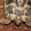 Harriet and Mildred are Hermann's tortoises