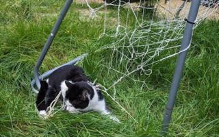 A cat was trapped in garden netting in Carshalton